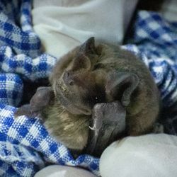 small bat held in a blue and white gingham cloth and a white-gloved hand