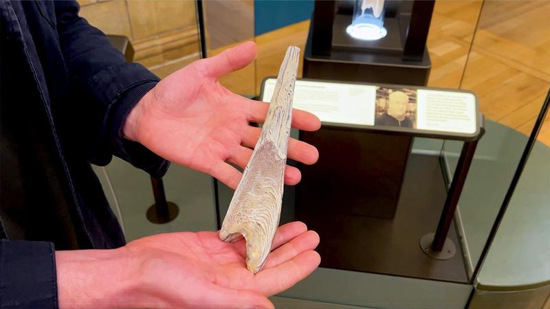 Replica of a whale earwax plug