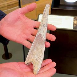 Replica of a whale earwax plug