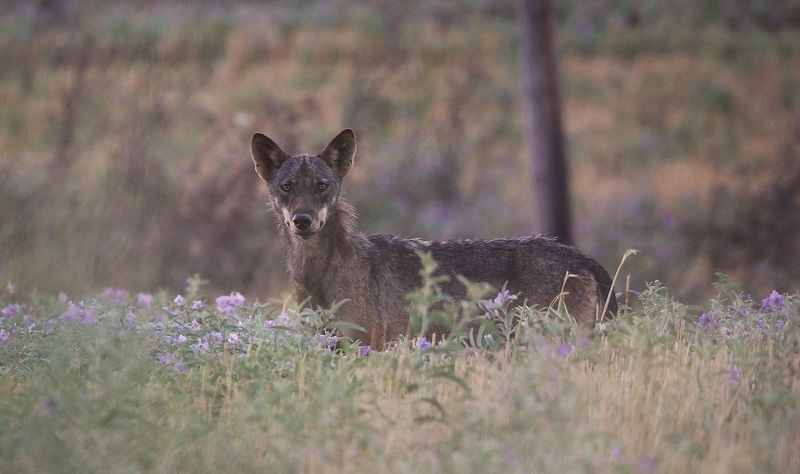A wolf frolics among fields of purple flowers in northern Greece.  