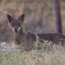 A wolf frolics among fields of purple flowers in northern Greece.  