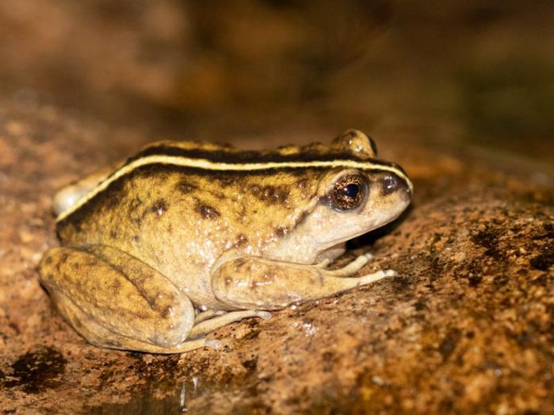 Large yellow and brown frog with black and white stripe down the middle of its head and back. The frog is sat on a brown rock.