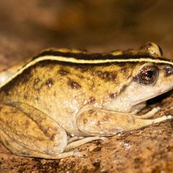 Large yellow and brown frog with black and white stripe down the middle of its head and back. The frog is sat on a brown rock.
