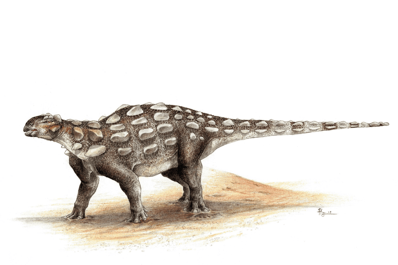 Footprints found in Canada come from an unknown species of ankylosaur, which may have looked like this Gobisaurus from China