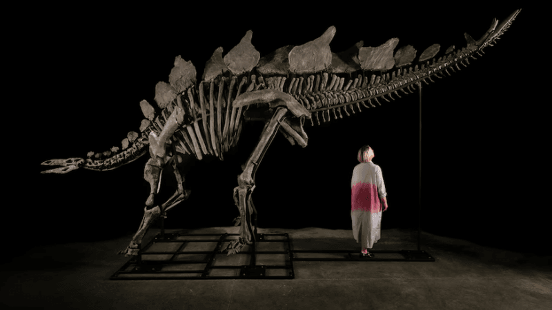 stegosaurus fossil