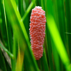 the pink eggs of an apple snail wrapped around a stem to stay out of water