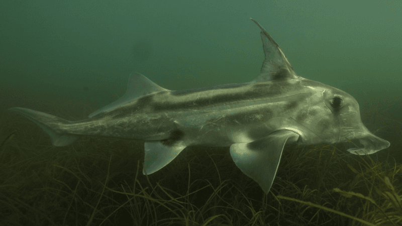 an australian ghostshark with silvery flesh and a strange nose