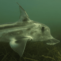 an australian ghostshark with silvery flesh and a strange nose