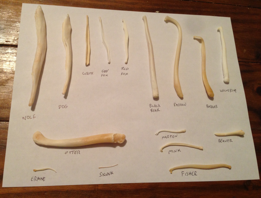 many penis bones of many species showing how they come in different sizes and shapes many penis bones of many species showing how they come in different sizes and shapes