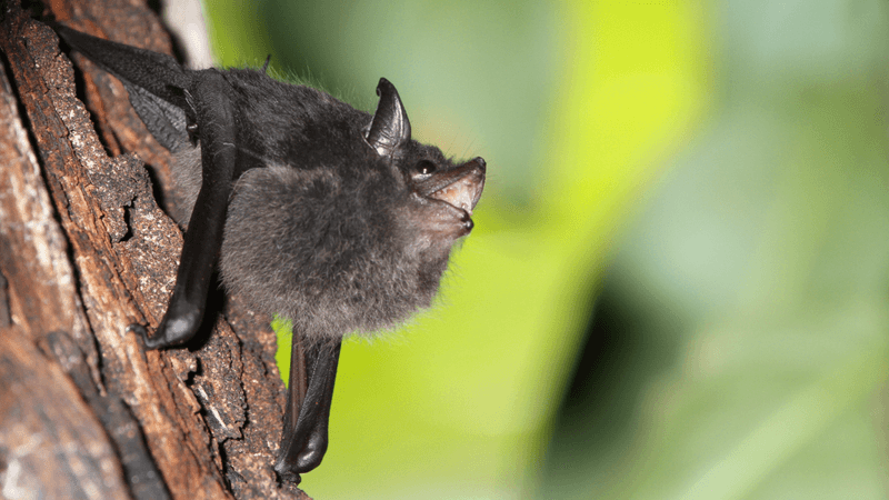 a subadult vocalizing on a tree