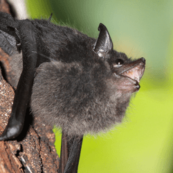 a subadult vocalizing on a tree