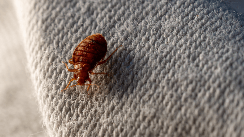 a red bed bug on a white linen