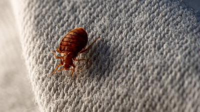 a red bed bug on a white linen