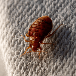 a red bed bug on a white linen