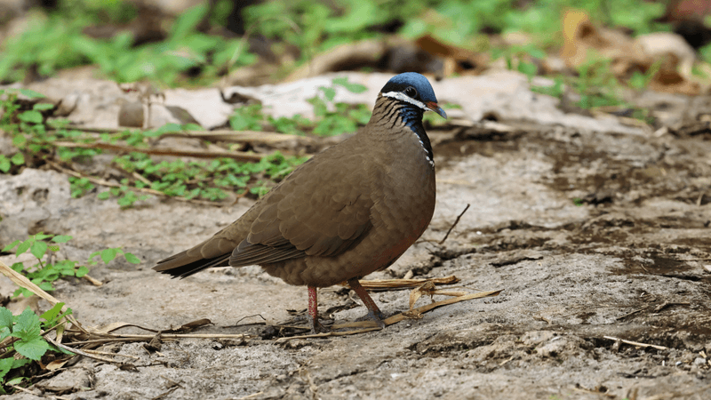 blue headed quail dove standing on the floor it has brown body feathers and blue on its head