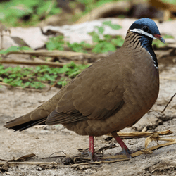 blue headed quail dove standing on the floor it has brown body feathers and blue on its head