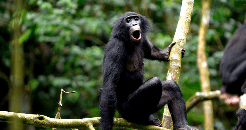 Olive, a first time bonobo mother from the Ekalakala community, vocalizing toward distant group members  
