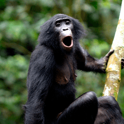 Olive, a first time bonobo mother from the Ekalakala community, vocalizing toward distant group members  