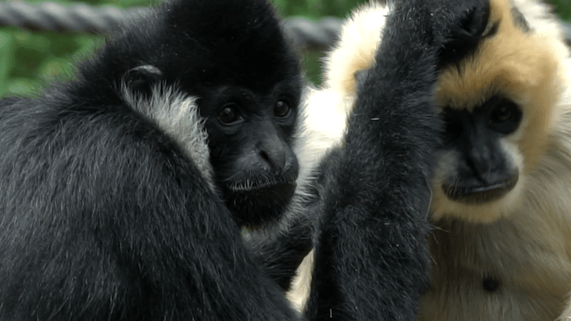 Black white cheeked male gibbon sat next to the white female grooming her