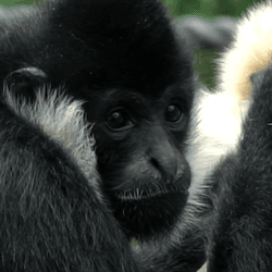 Black white cheeked male gibbon sat next to the white female grooming her