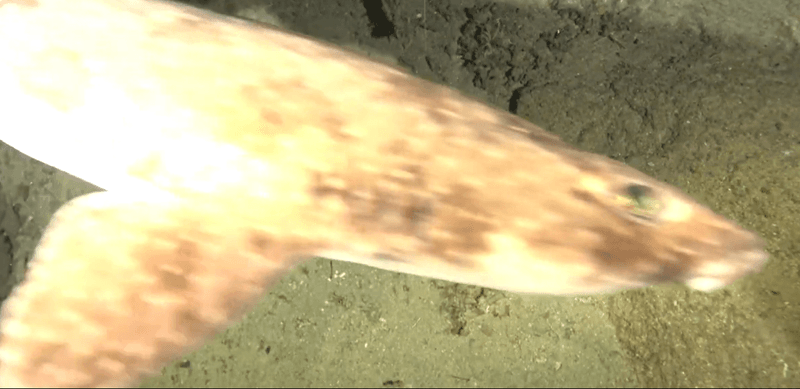 Deep-sea cameras captured footage of painted swellshark Cephaloscyllium pictum in Timor-Leste, in November 2024.