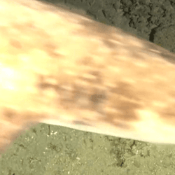 Deep-sea cameras captured footage of painted swellshark Cephaloscyllium pictum in Timor-Leste, in November 2024.