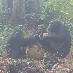 Wild chimps share a fermented breadfruit in Guinea-Bissau’s Cantanhez National Park.