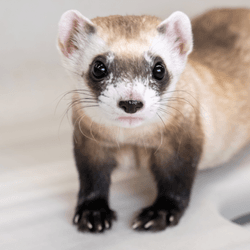 a cloned black-footed ferret has creamy grey body with black forearms and a black eye mask coloration