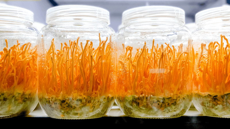 cordyceps are bright yellow growing in jars in a lab