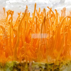 cordyceps are bright yellow growing in jars in a lab