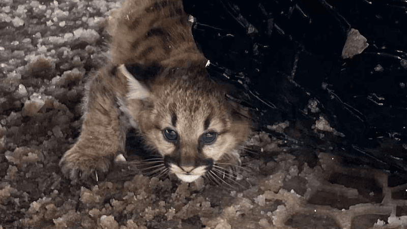 Cougar cub with big blue eyes hiding under a car tire.