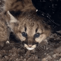 Cougar cub with big blue eyes hiding under a car tire.