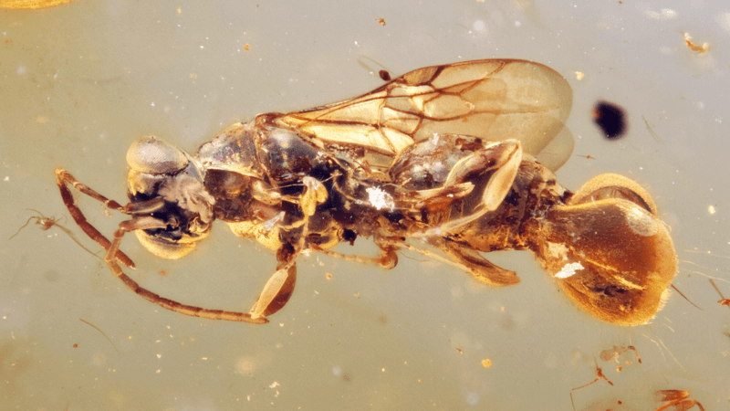cretaceous amber wasp fossil
