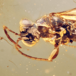 cretaceous amber wasp fossil