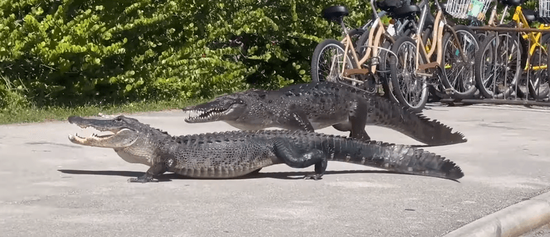a screenshot of a video from Florida showing a crocodile and alligator fighting. 