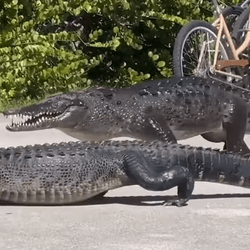 a screenshot of a video from Florida showing a crocodile and alligator fighting. 