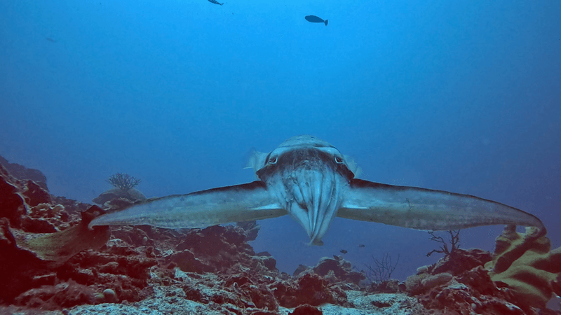 A broadclub cuttlefish with a dark stripe over its head and arms.