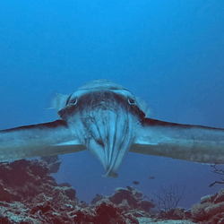 A broadclub cuttlefish with a dark stripe over its head and arms.