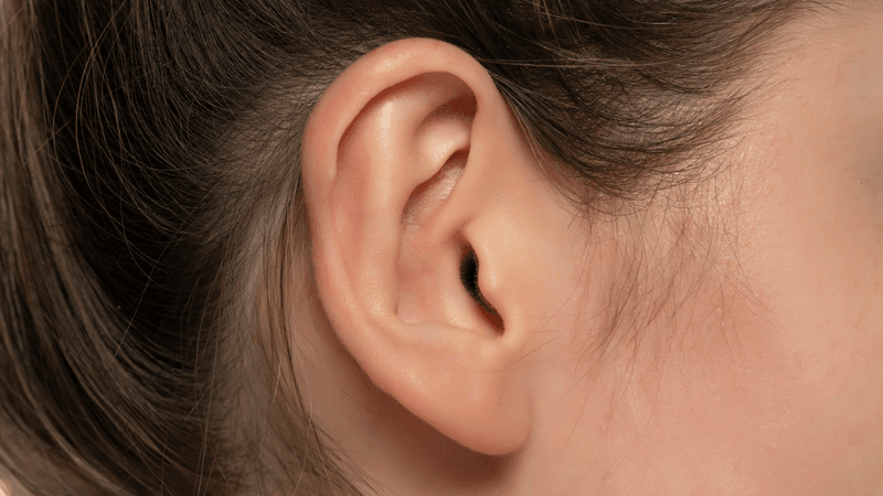 a womans ear from the side view shows bump at the helix which is darwins tubercle