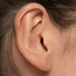 a womans ear from the side view shows bump at the helix which is darwins tubercle