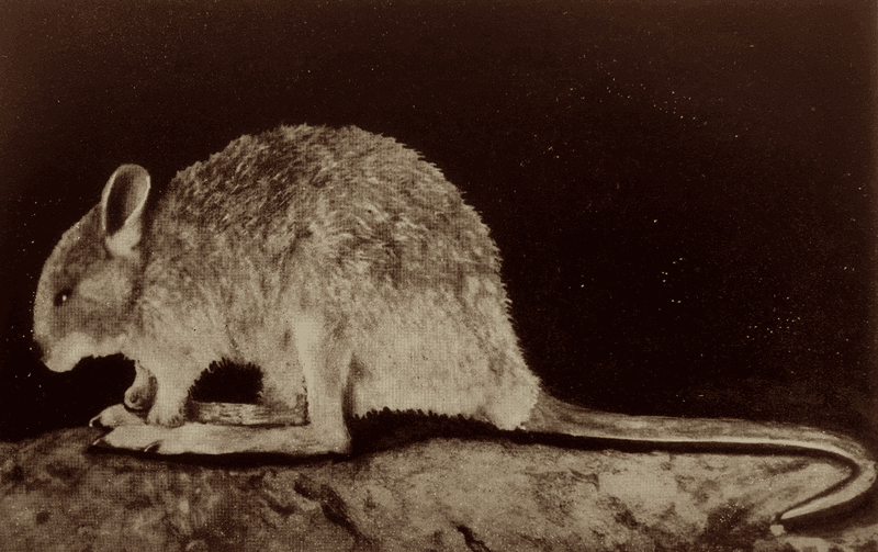 If the desert rat-kangaroo survived beyond the 1930s, analysis of its bite force could help us save it.