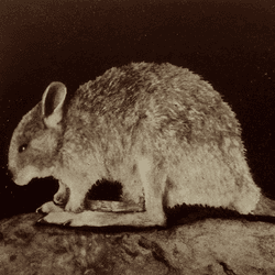 If the desert rat-kangaroo survived beyond the 1930s, analysis of its bite force could help us save it.