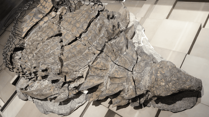 Borealopelta is one of the world’s most magnificent dinosaur mummies.