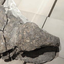 Borealopelta is one of the world’s most magnificent dinosaur mummies.