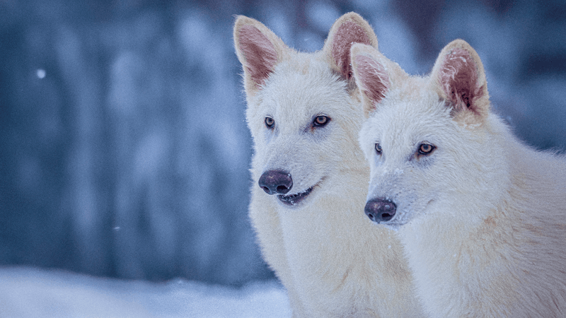 two dire wolf gray wolf variants, they have white shaggy fury and are standing on snow