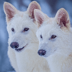 two dire wolf gray wolf variants, they have white shaggy fury and are standing on snow