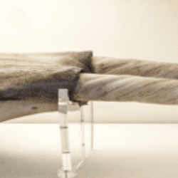 a narwhale skull with two tusks