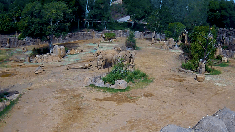 Elephants at San Diego Zoo Safari Park gather in a protective circle with the two young calves in the middle during an earthquake 