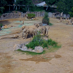 Elephants at San Diego Zoo Safari Park gather in a protective circle with the two young calves in the middle during an earthquake 