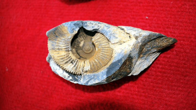 A marine fossil.